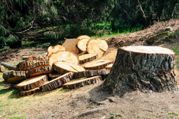 How Our Tree Care Process Works  in  Nixon, TX